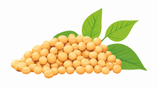 Soyabean