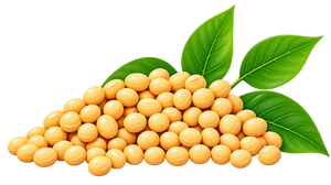 Soyabean